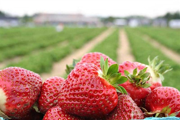 Visit Strawberry Farm