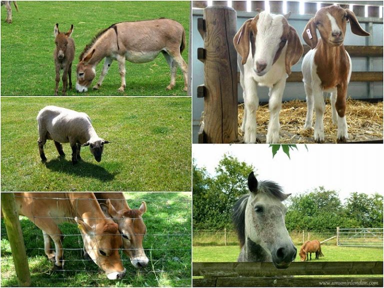 Odds Farm Animals